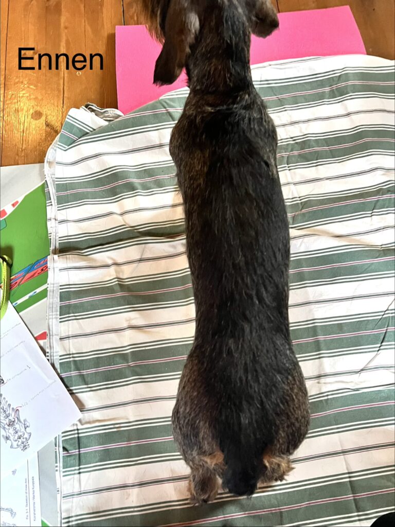 Koirahieronta Metsätähti Ypäjä