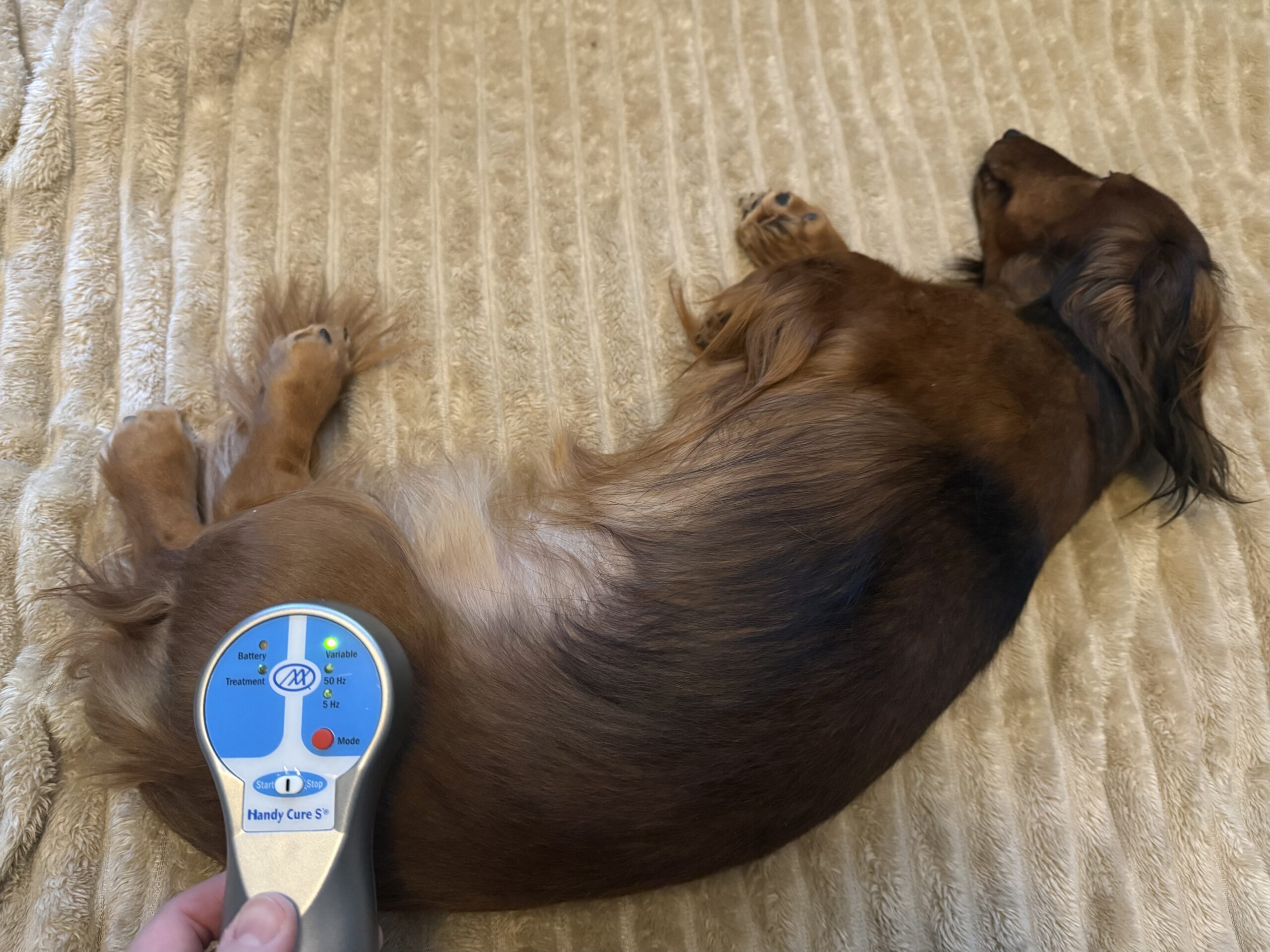 Koirahieronta Metsätähti Ypäjä