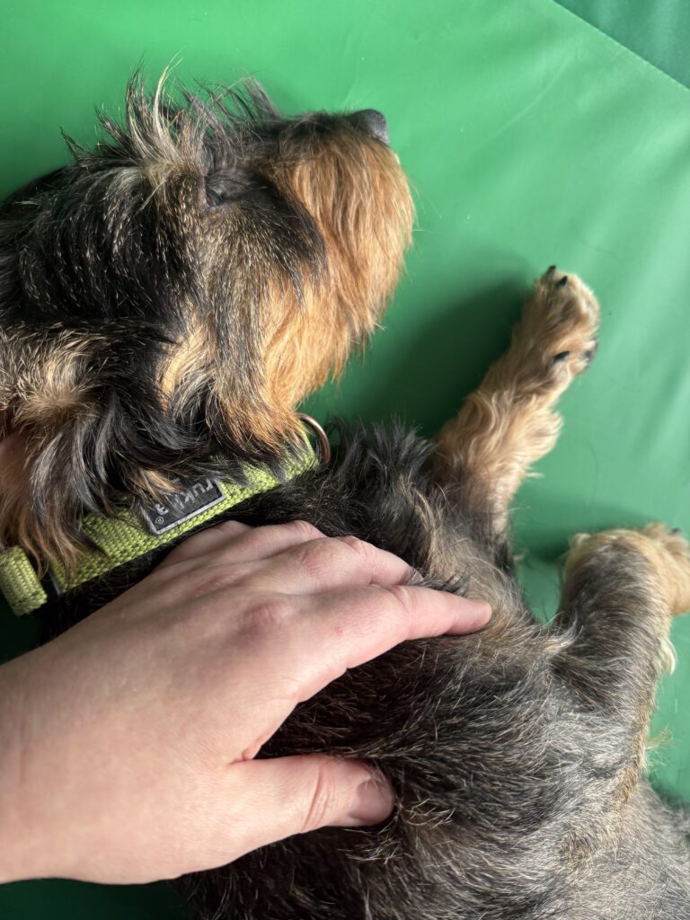 Koirahieronta Metsätähti Ypäjä