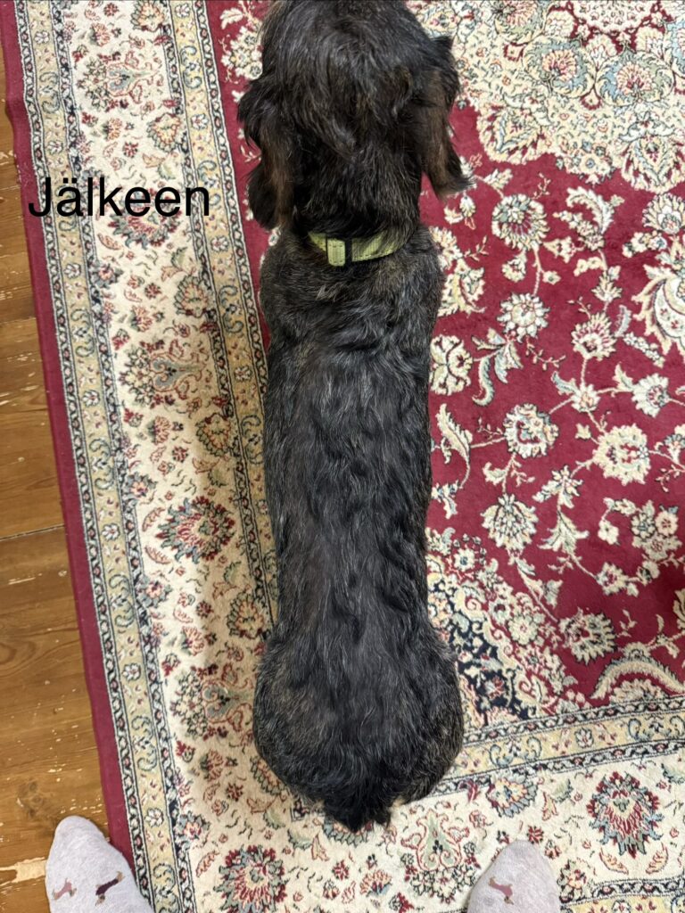 Koirahieronta Metsätähti Ypäjä