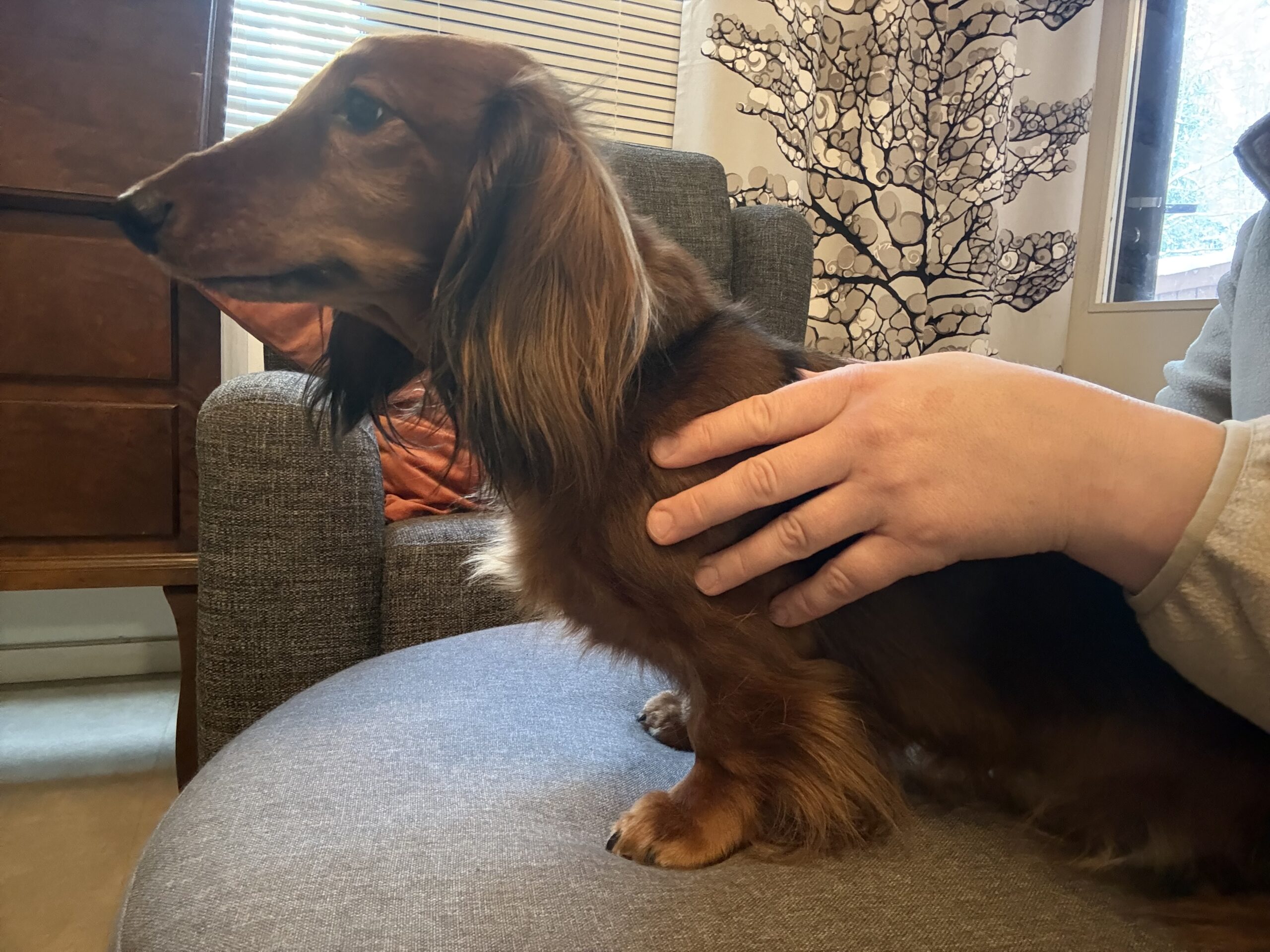 Koirahieronta Metsätähti Ypäjä