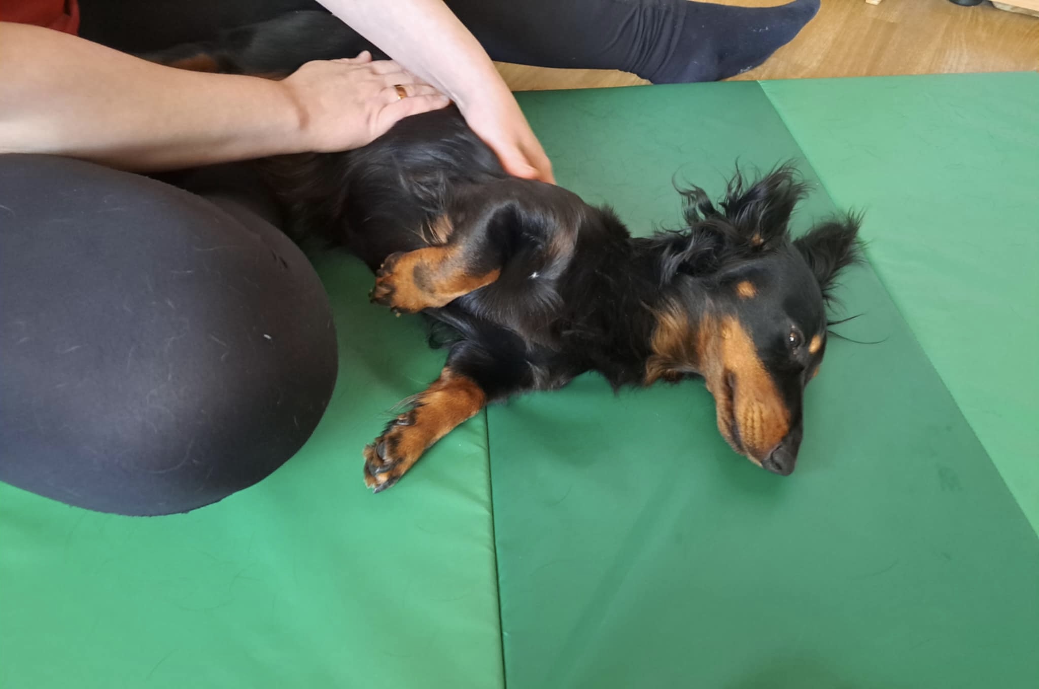 Koirahieronta Metsätähti Ypäjä